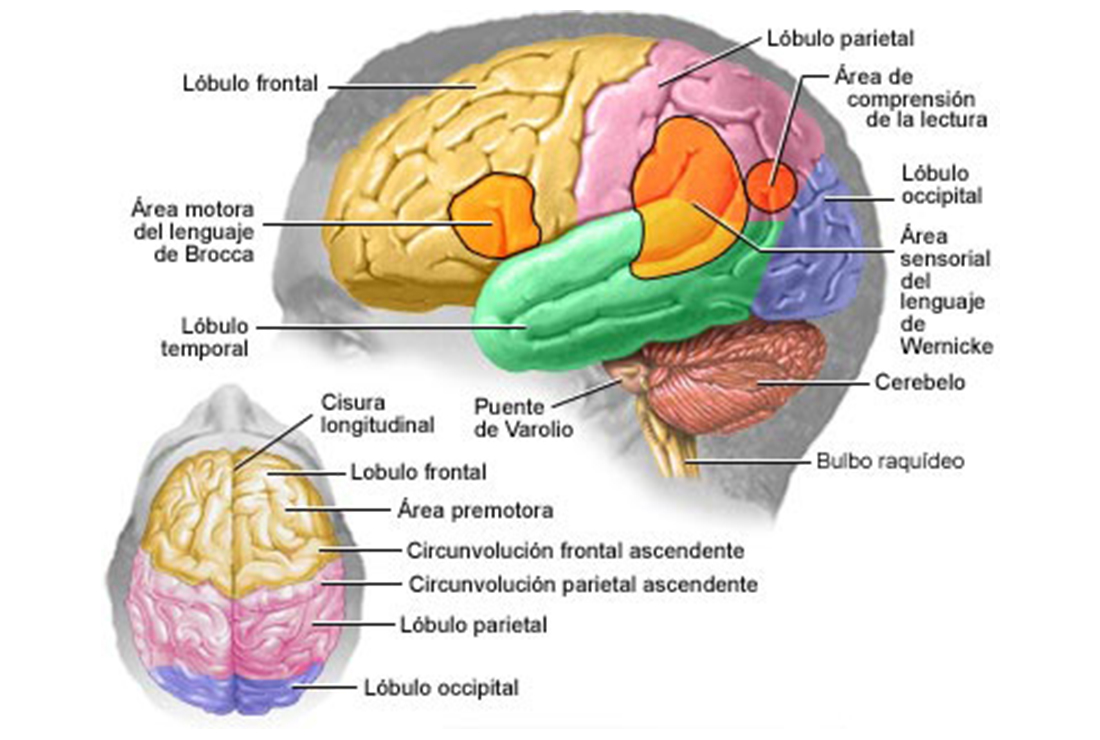 partes cerebro humano